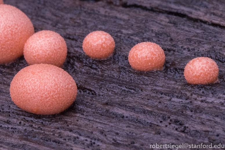 jasper ridge - slime mold